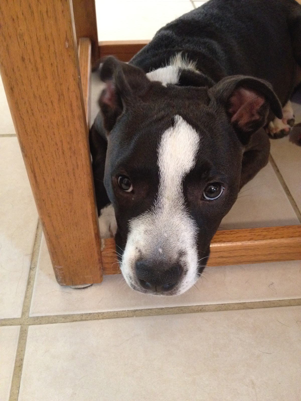 Dogs To Adopt In Mankato Mn Dogs To Adopt In Mankato Mn