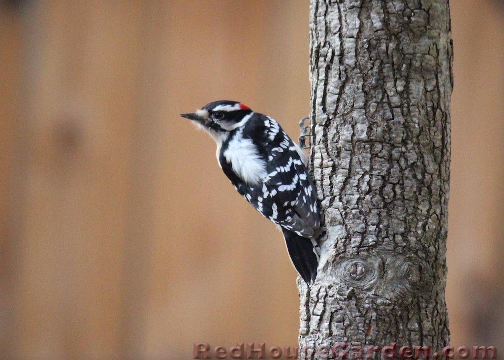 Red House Garden: Woodpeckers of North Carolina