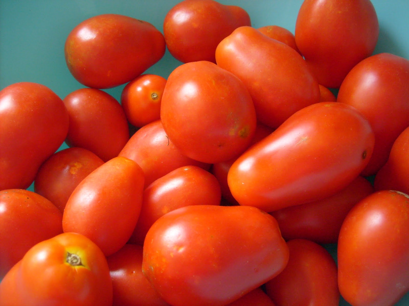 Horsing Around At Home Homemade pasta sauce with garden fresh tomatoes.