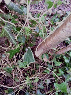 Ivy Geocache camouflage