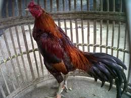80 Gambar Ayam Aduan Pama Terbaik 80 Gambar Ayam Aduan Pama Terbaik