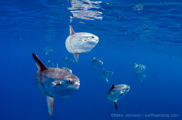 I love coastal living: Ryby świata. Samogłów, rekordzista wśród
