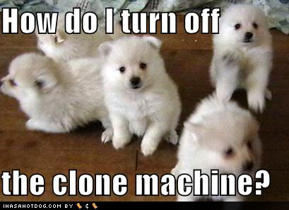 funny puppy. cute and funny dogs pictures.