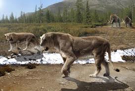Prehistoric Animals Sabertoothed Vs Cave Lion