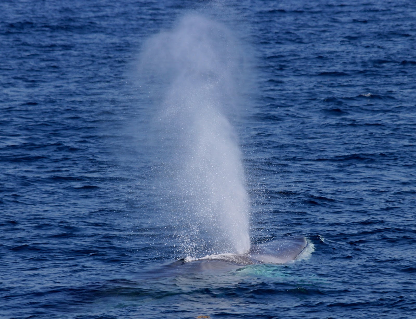 whale spout whale spout