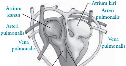 Gambar Sistem Peredaran Darah pada Kadal (Reptil)