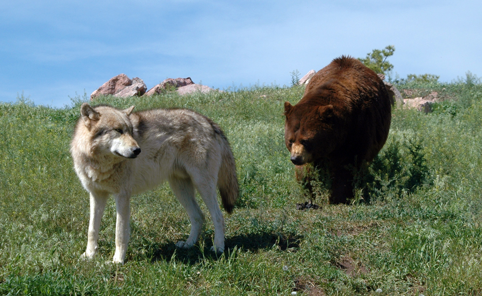 White Wolf Yellowstone wolves spur recovery of bears' berries (Video)