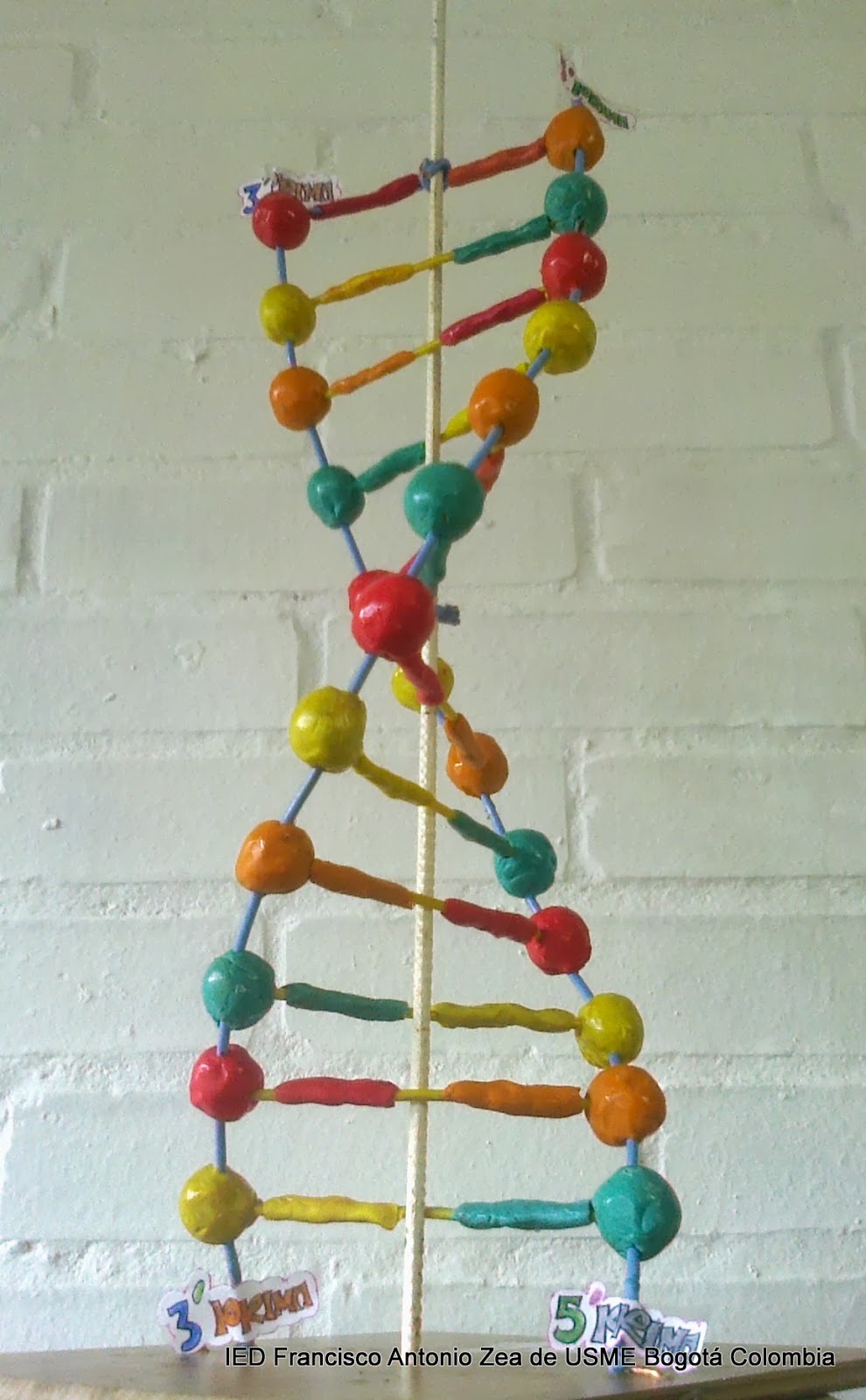 Busaca - imágenes - maqueta del adn Busaca - imágenes - maqueta del adn
