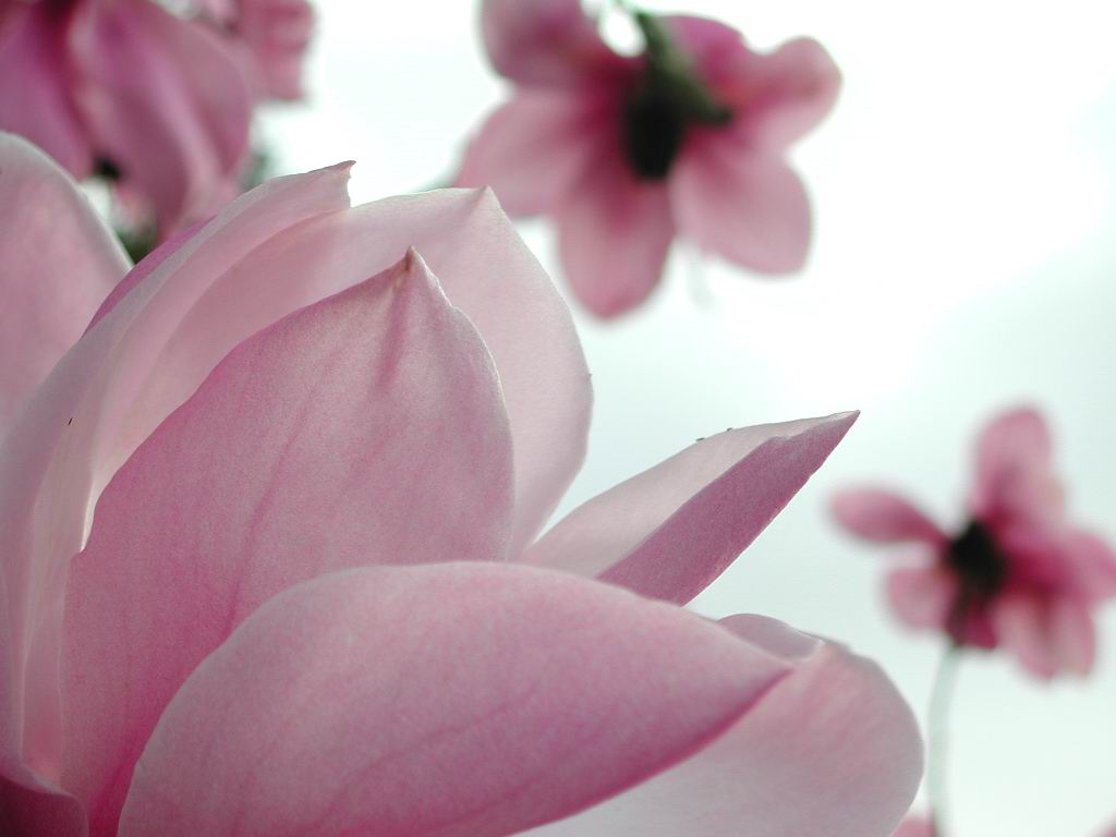 http://2.bp.blogspot.com/-bJF_Qw9reuY/TVVvfXOVyxI/AAAAAAAAAAw/J4LDD-uG4fo/s1600/flower-wallpapers.jpg