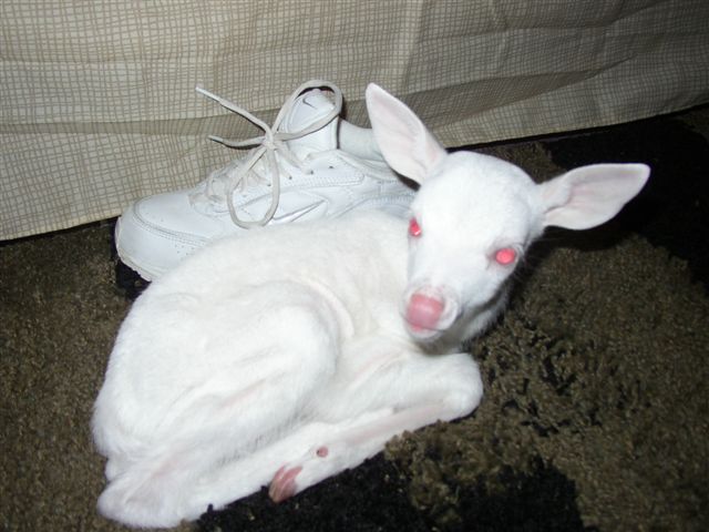 Albino Baby Deer