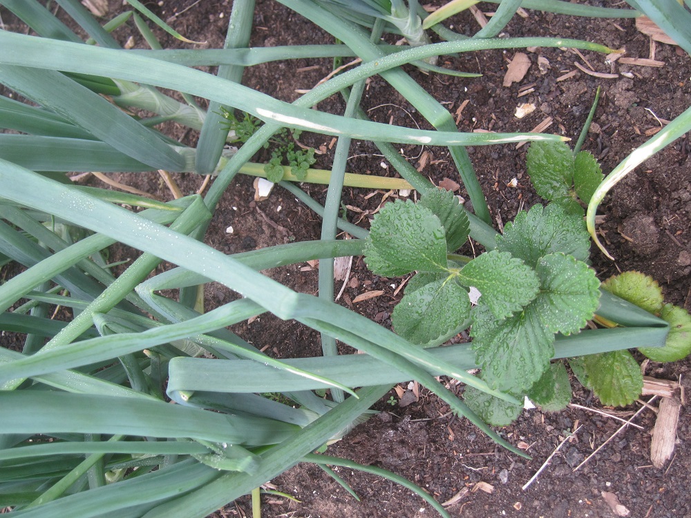 Texoma Gardening Companion Planting Strawberries and Onions
