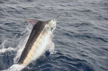 Puerto Vallarta Marlin Fishing