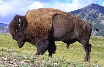 Bison Amerika Raksasa Bertanduk Yang Hampir Punah Re Tawon