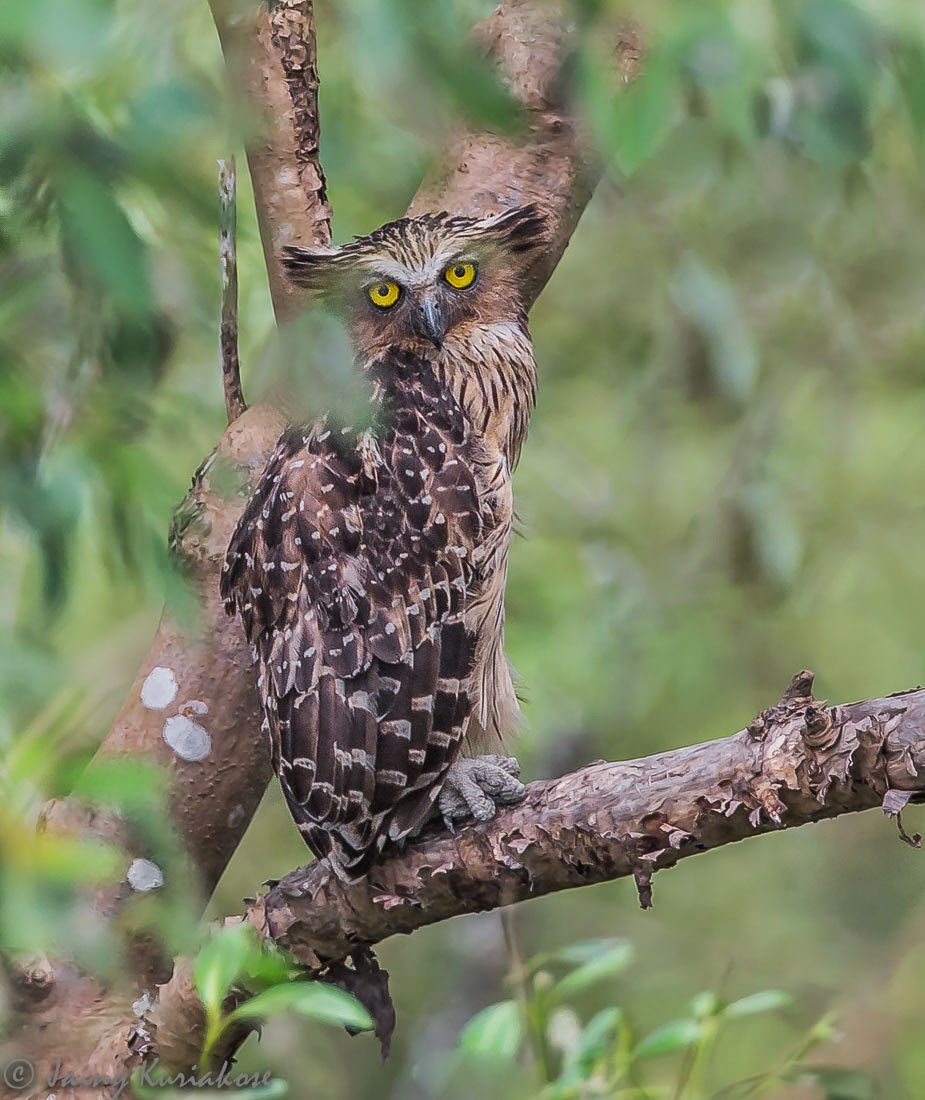 Indian Birds Photography: (delhibirdpix) Buffy Fish-owl (Sundarbans, West Bengal)