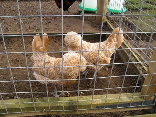 chamois polish bantams