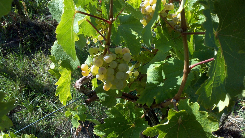 Winerotation In Bad Durkheim Den Winzern Hautnah Volle Lotte