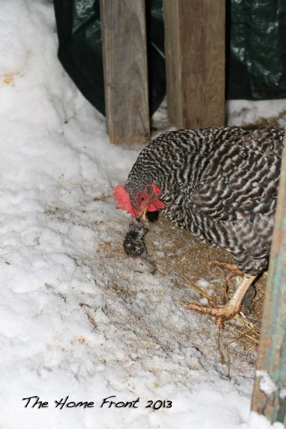 Do Chickens Kill Mice Vashti Hayden blog