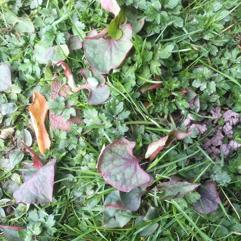 grow Fishy smell herb