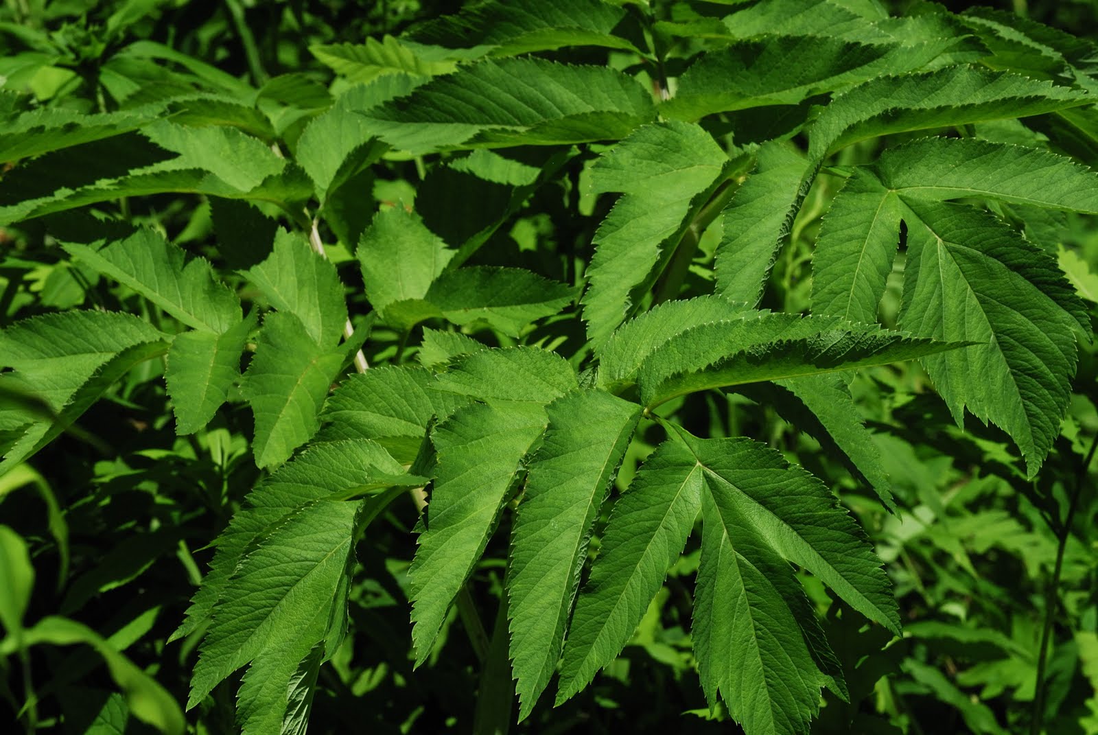 wild new england Apiaceae, the Carrot Family aka Umbelliferae, the