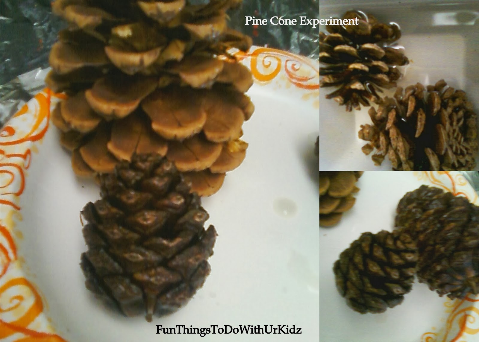 Pine Cone Experiment