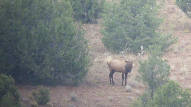 Dan+Troy+Arizona+Archery+Bull+Elk+with+Colburn+and+Scott+Outfitters+Guides+Darr+Colburn+and+Janis+Putelis+Live+Pic+3.bmp