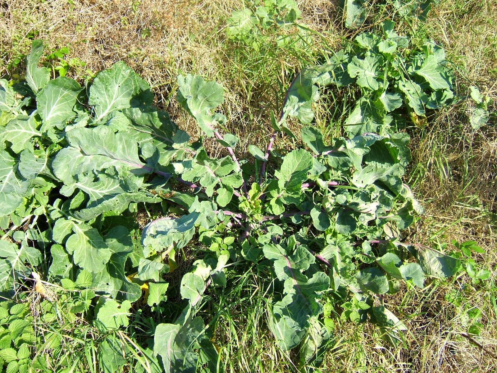 Quazmoz IT and Health Food Spotlight Wild Mustard(Brassica oleracea)