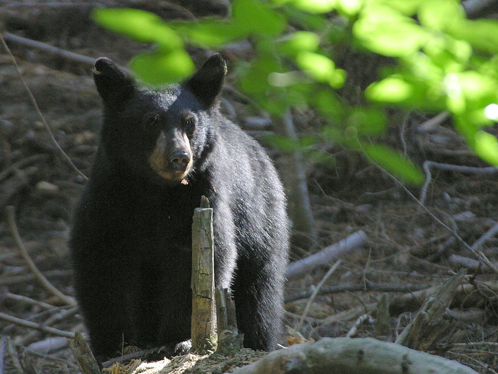 Wallpaper DB: black bear backgrounds