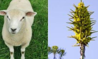 Βρετανία: άνθισε φυτό που τρώει πρόβατα