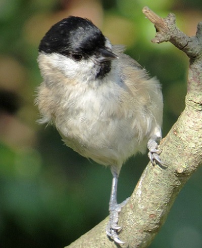 Marsh Tit