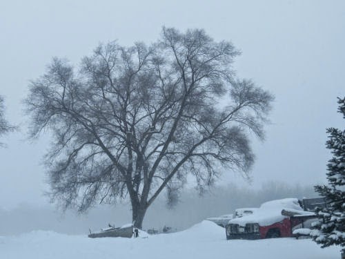 tree