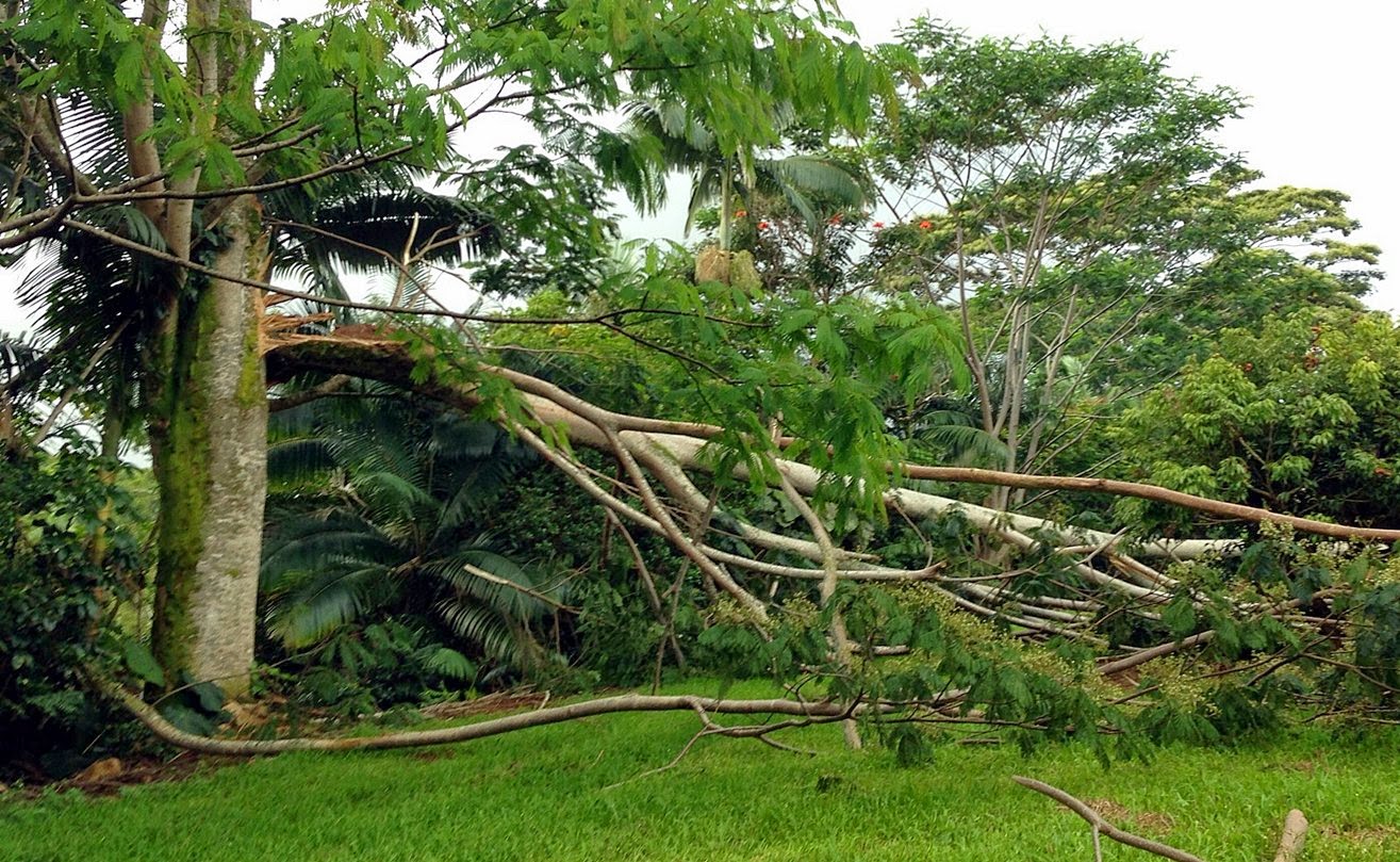 Ililani Media planting on Hawaii Island was intentional