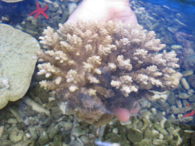 Acropora 2