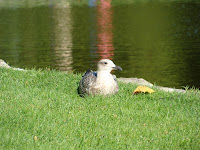 DSC08855.JPG