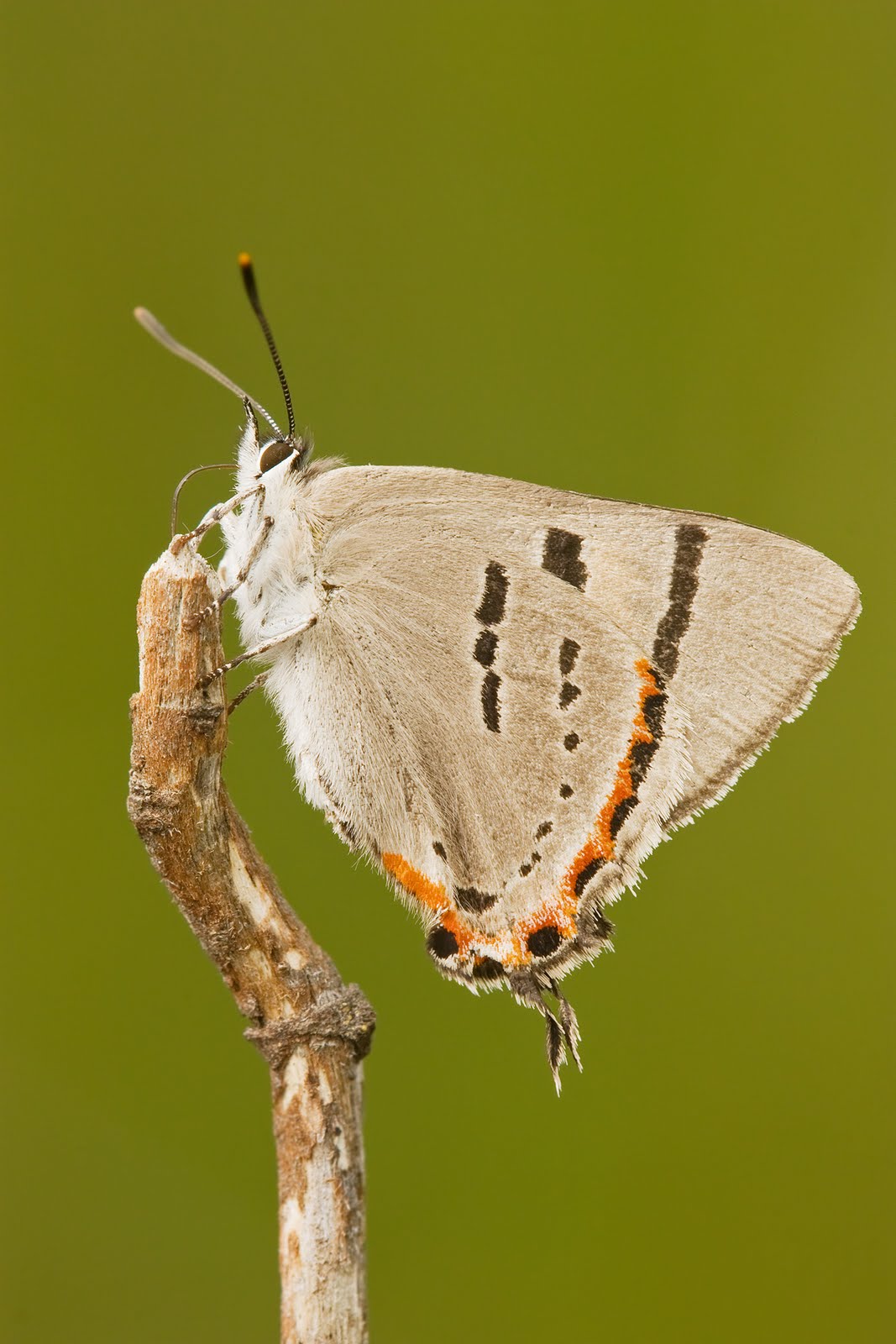 Pseudalmenus chlorinda, Tasmanian Hairstreak Butterfly