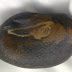Batu “Sijjil” Burung Ababil Ditemukan, Ditawar 4 Juta US Dolar…!! 