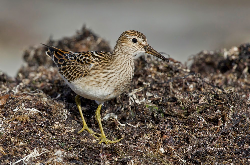 Correlimos pectoral, Calidris melanotos, Pectoral Sandpiper Correlimos pectoral, Calidris melanotos, Pectoral Sandpiper