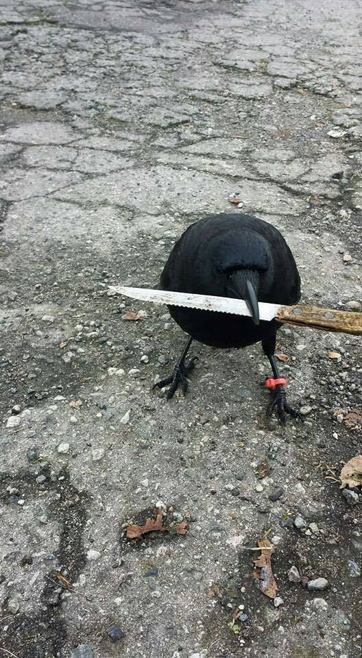 black%2Bbird%2Band%2Bblade.jpg