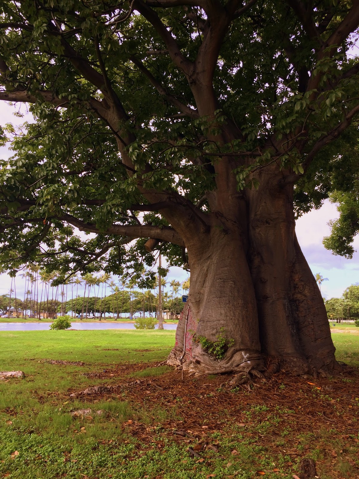 Aloha from Hawaii The Baobab Tree