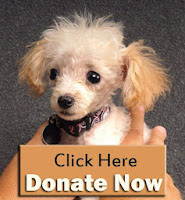 http://www.youcaring.com/nonprofits/five-dogs-need-medical-attention/101445