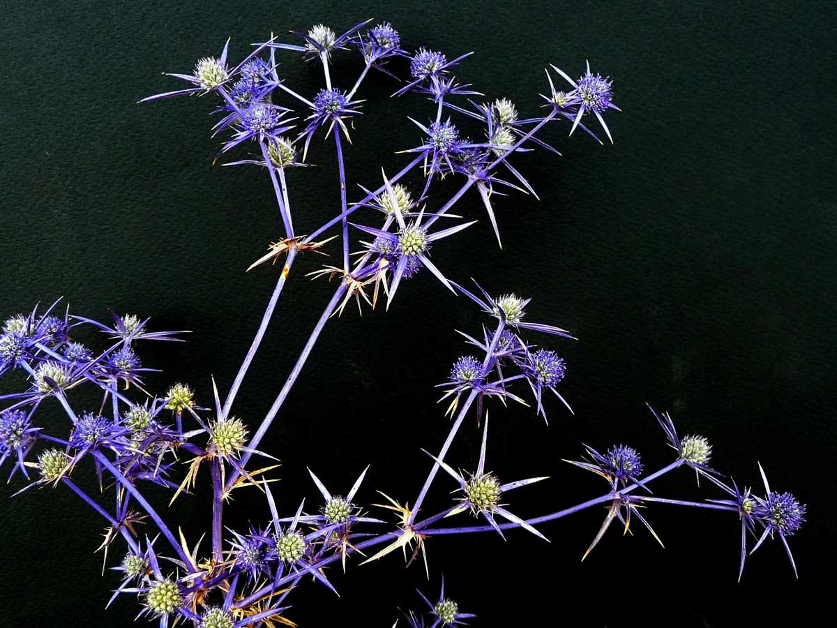 r o b i n 's y a r d Eryngium creticum