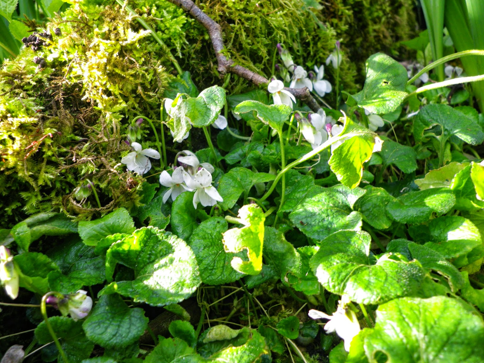 Vu Des Collines Promenade Au Jardin