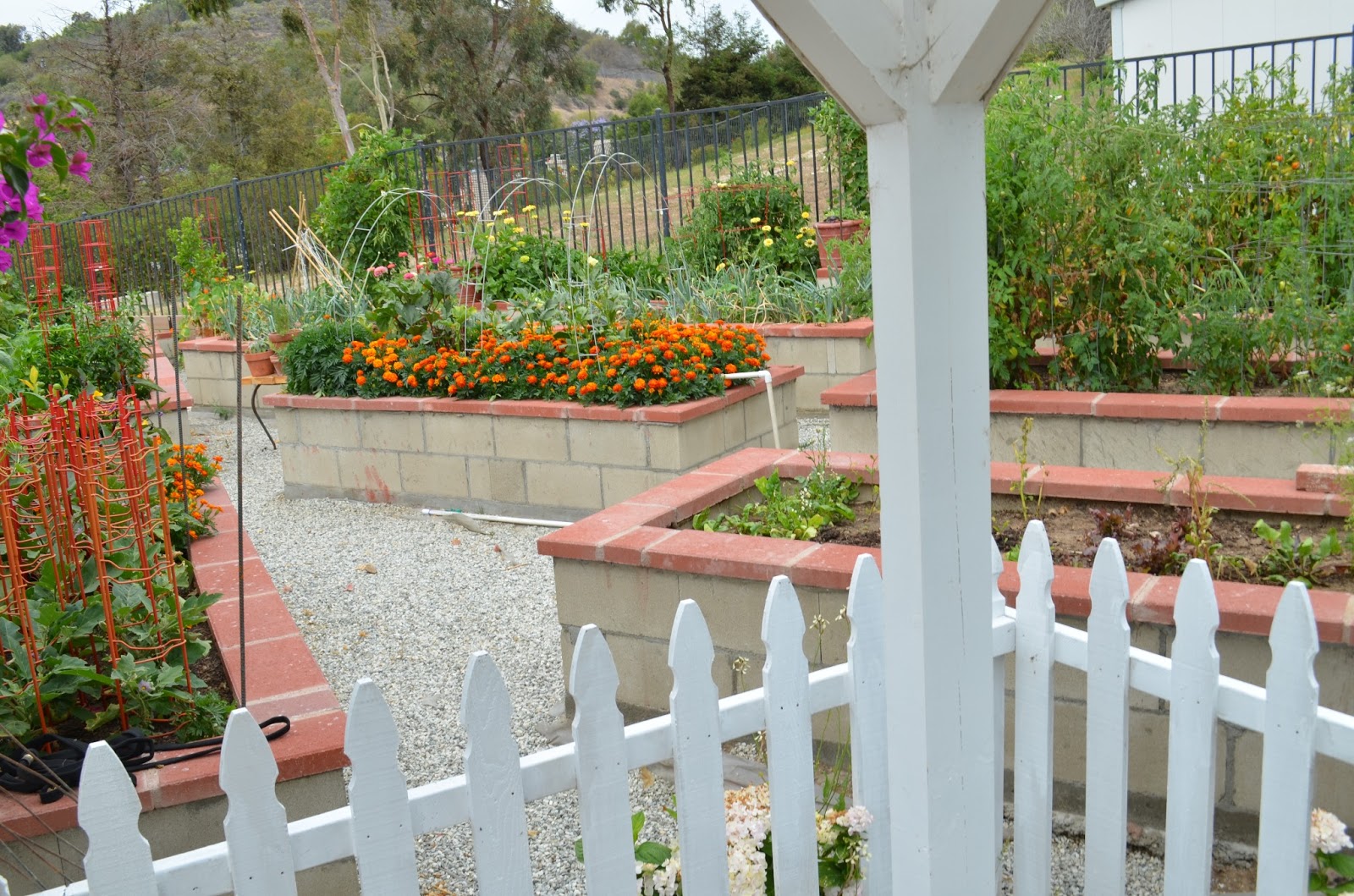 Entertaining From an Ethnic Indian Kitchen: Kitchen garden tour