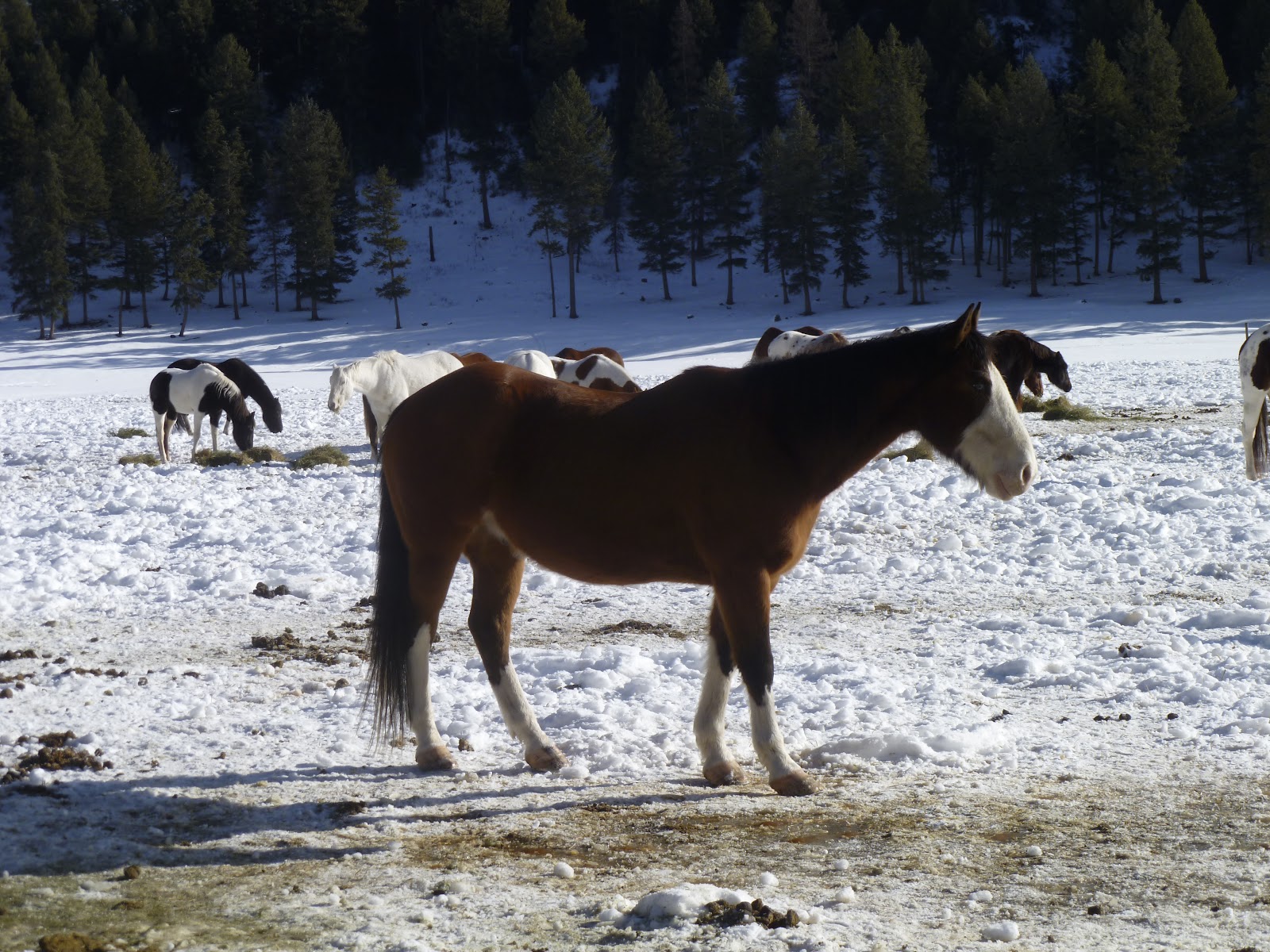 A Day in the Life K Diamond K Ranch Getaway Feb. 2012