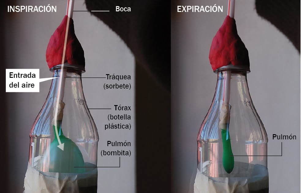 El blog de Sexto A: Modelo físico del aparato respiratorio