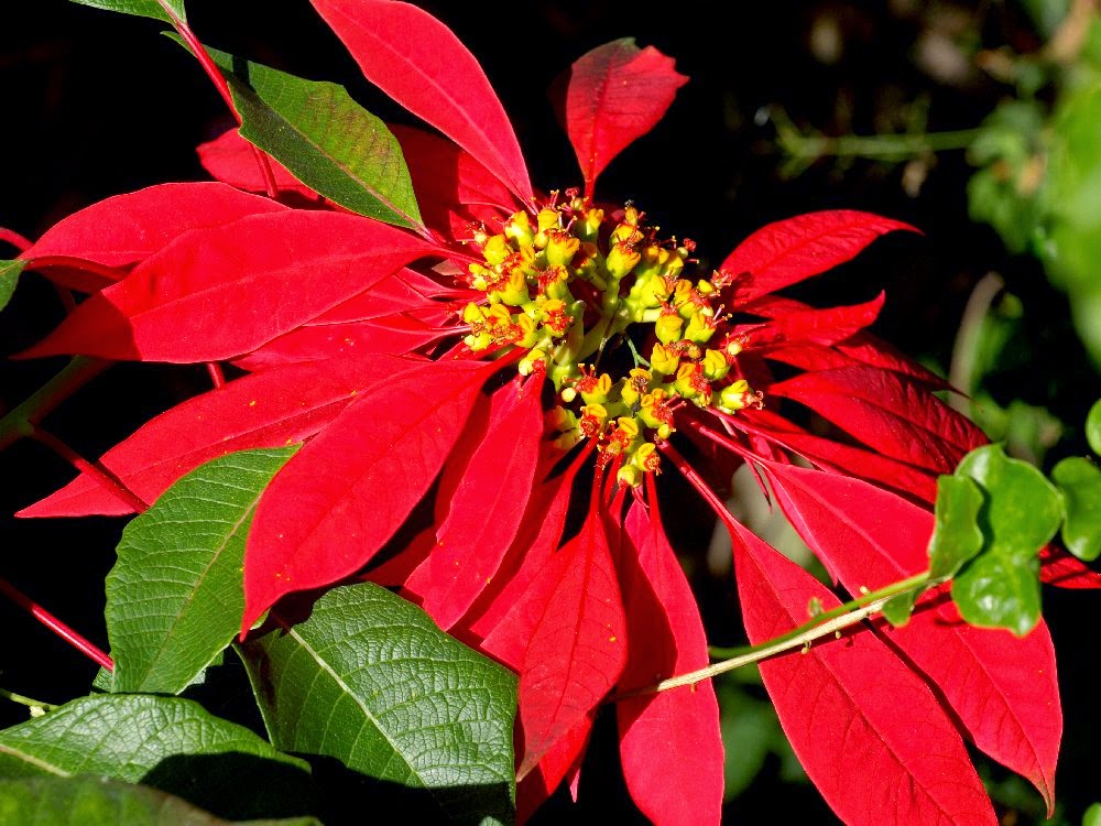 Manfaat dan Khasiat Kastumba ( EUPHORBIA PULCHERRIMA WILLD ) jalan dipinggir jalan kita sering menemukan  kastumba Manfaat dan Khasiat Kastumba ( EUPHORBIA PULCHERRIMA WILLD )