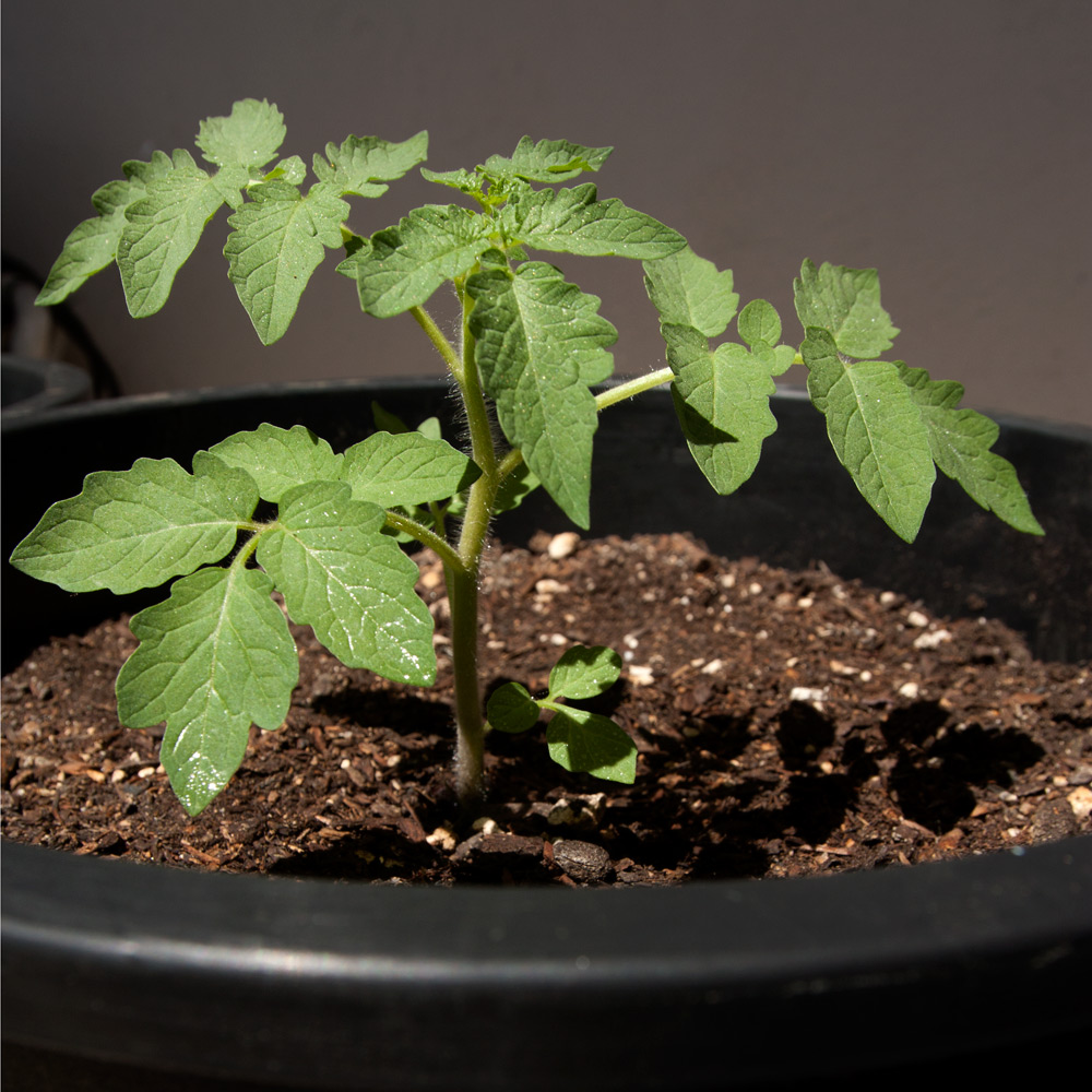 LargeFruited Red Cherry Tomatoes Adventures in Gardening Pohnpei
