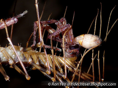 Cave Centipede (Thereuopoda longicornis) feeding on spider