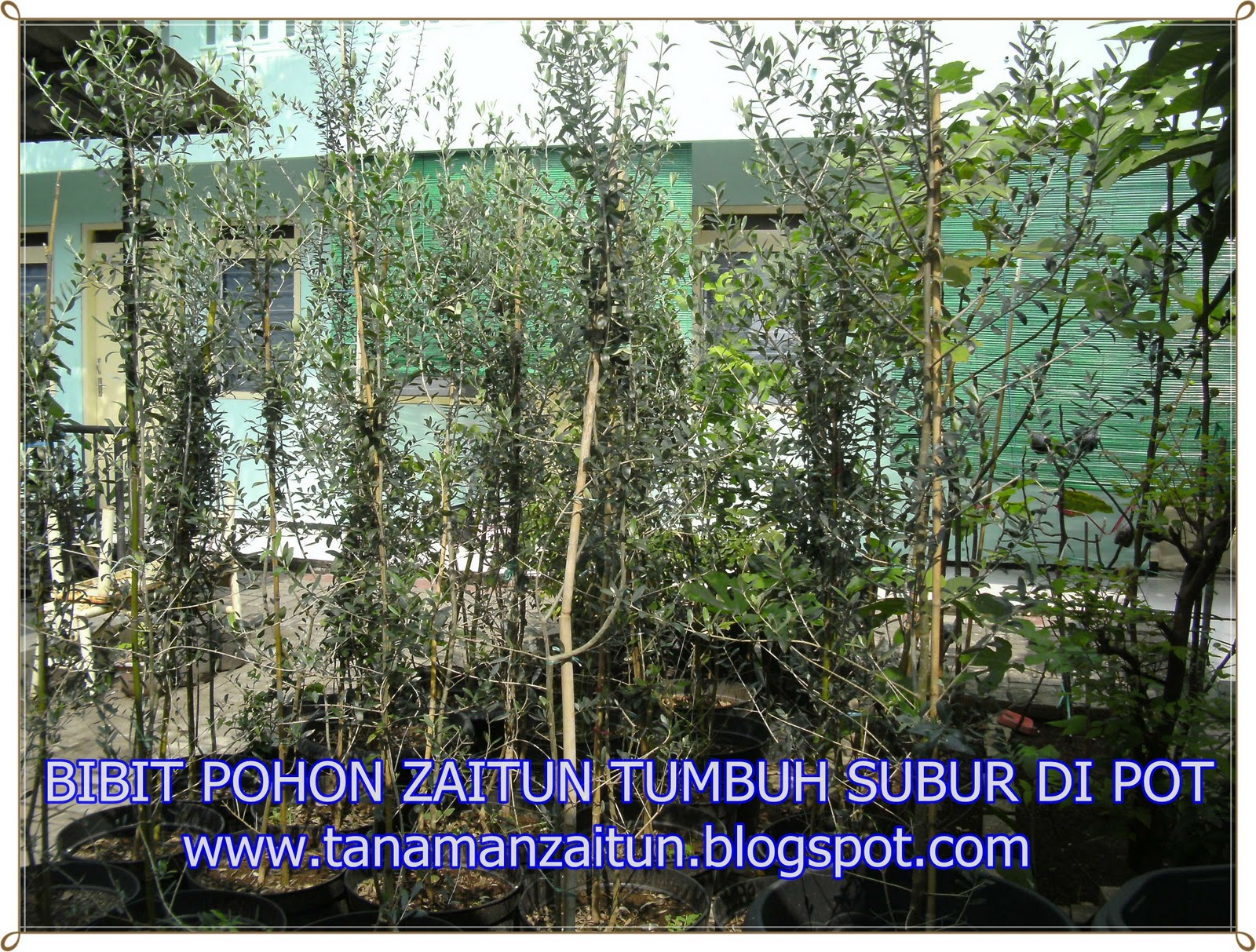 Pohon Tin