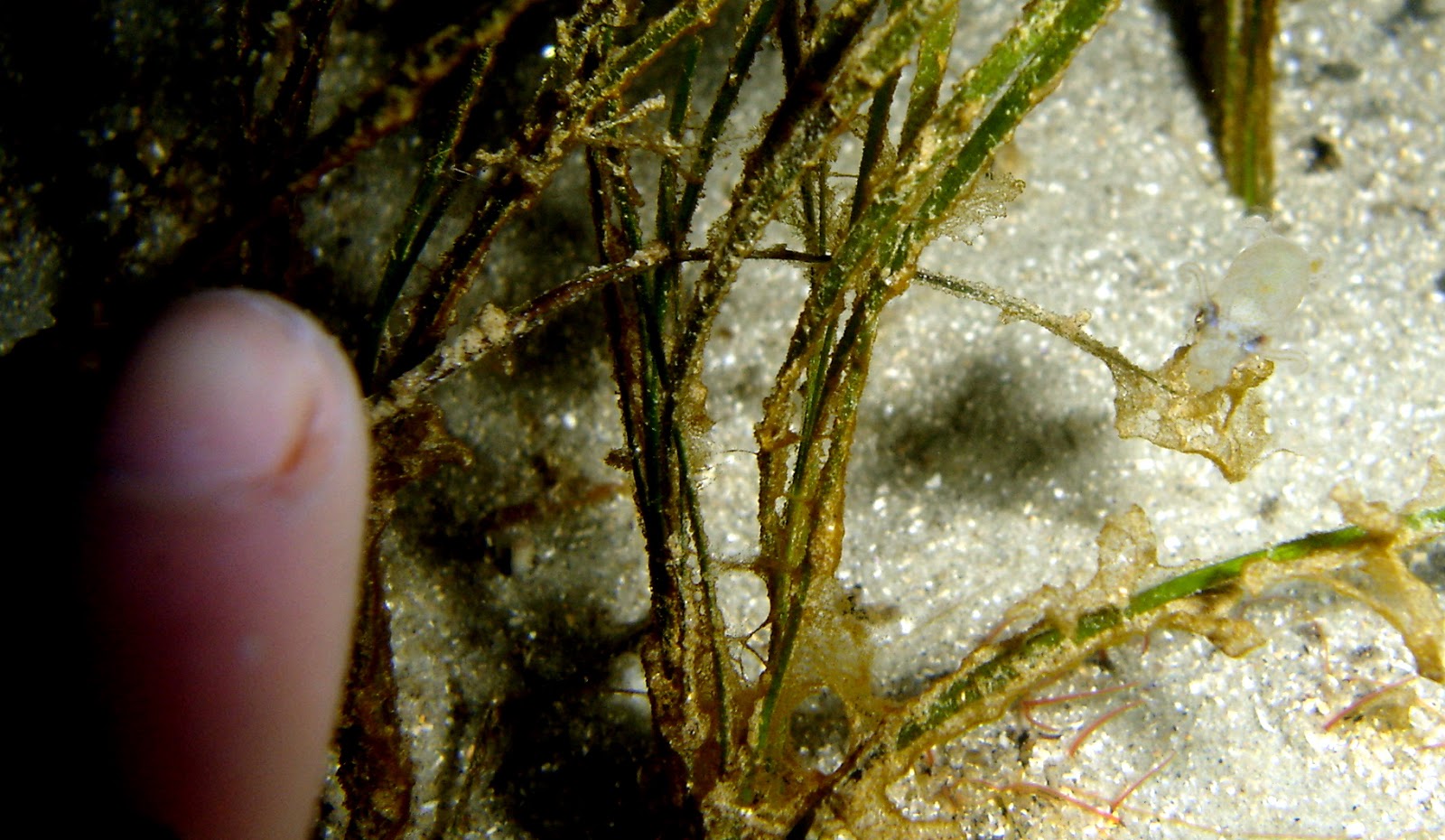 real monstrosities pygmy squid
