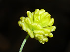 Trifolium campestre